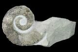 Cretaceous Ammonite (Crioceratites) Fossil - France #153146-1